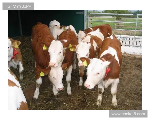 牛牛的饲养环境优化方案提升养殖效率